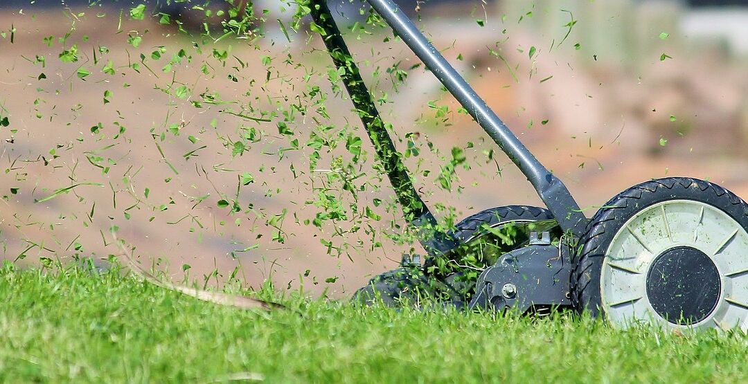 Jak stworzyć idealny trawnik? 6 kroków do soczystej zieleni